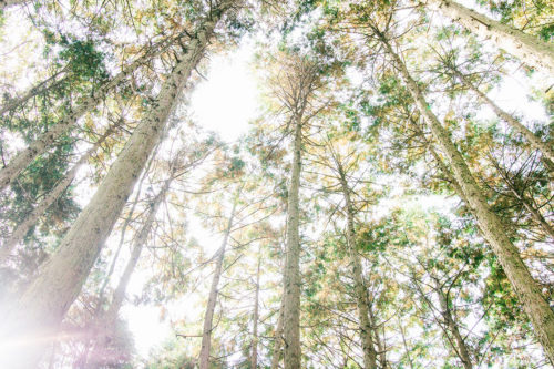 愛媛の森と暮らすリトルブランチ